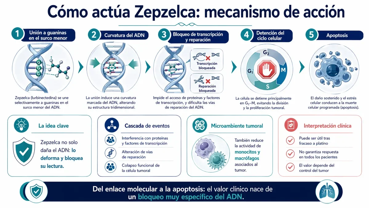 Diagrama del mecanismo de acción: de la unión al ADN a la apoptosis.